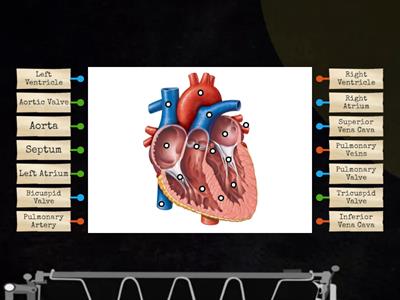 ANATOMY OF THE HEART