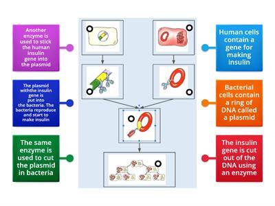 Genetic engineering- Insulin Production