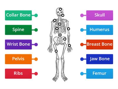 Label the Skeleton