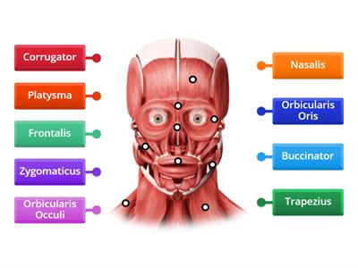 Level 2 Facial Muscles