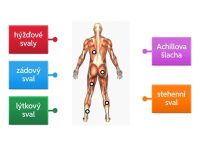 Pohybová soustava 5. ročník