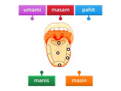 Copy of Struktur lidah