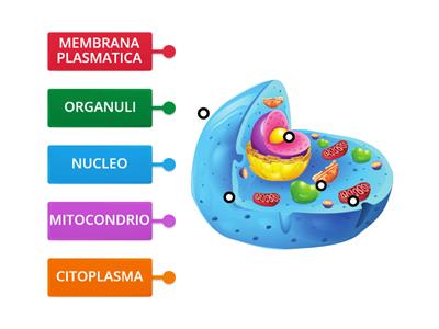 La cellula 