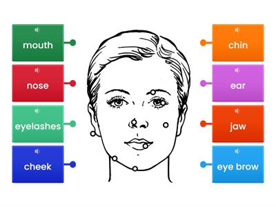 Parts of the Face