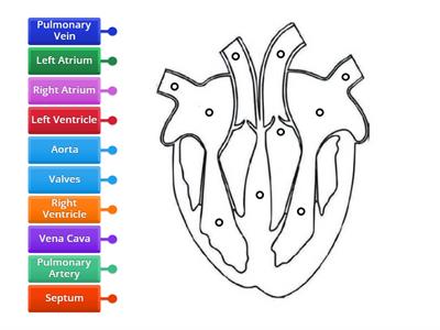 Labelling the Heart