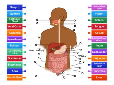 Digestive System - Label