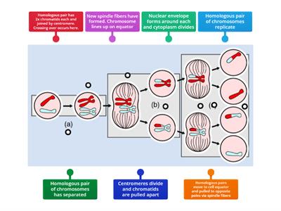 Meiosis labelling activity