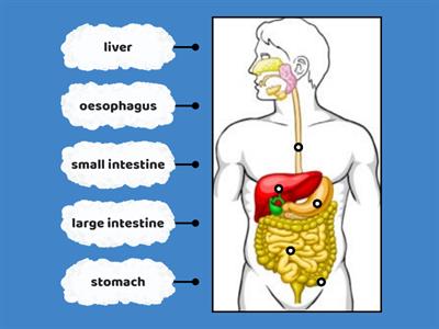 parts of digestive system