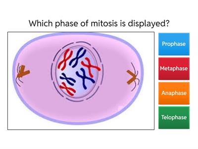 Cell Cycle Review