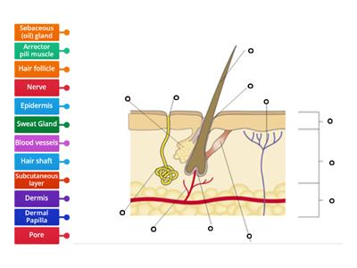 Hair and Skin Diagram