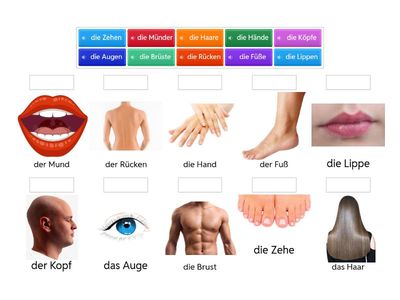 D5. 2C_1. (X) Körperteile. Plural