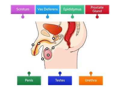 Male Reproductive System Homestead