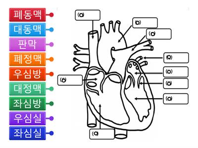 심장의 구조