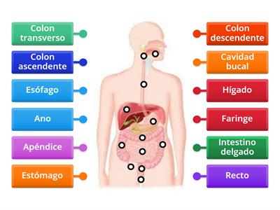 Anatomía del aparato digestivo