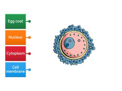Ovum labelled