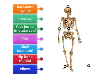 Label the skeleton