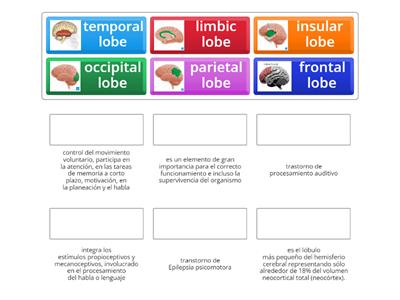 estructura, funciones y trastornos de los lobulos cerebral