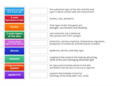 Integumentary system