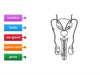 Male Reproductive System (LSS)