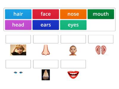 Parts of the face