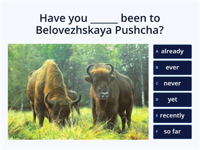 Already, ever, never, yet, recently, so far