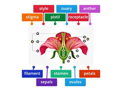 Flower Structure