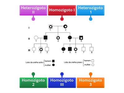 1° Lei de Mendel (Newton, Isaac)