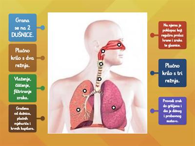 GRAĐA DIŠNOG SUSTAVA