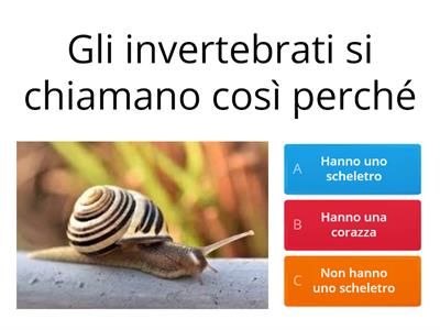 invertebrati classe terza