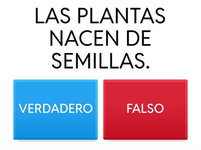 LAS PLANTAS. 1º PRIM. IDEAS V-F