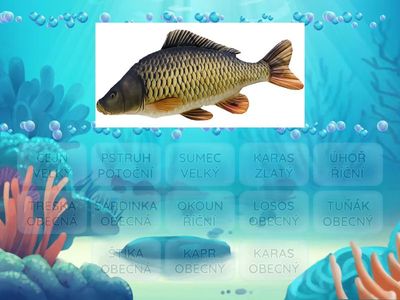 Ryby - poznávání