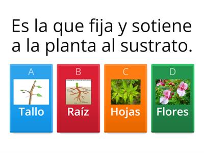 PARTES DE UNA PLANTA Y SUS FUNCIONES