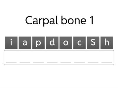 Carpal bones