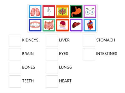 Organs/body parts