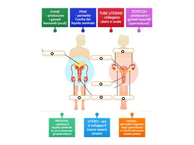 Apparato riproduttore