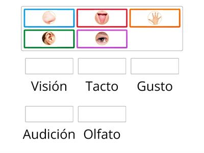 Los sentidos y sus órganos