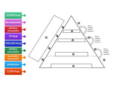 Energy Pyramid and Trophic Levels