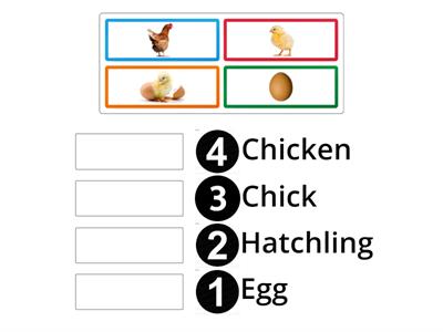 Life Cycle of a Chicken