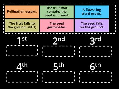 Life cycle of a flowering plant