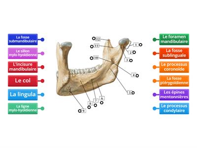 Français médical - La mandibule: vue postérieure gauche