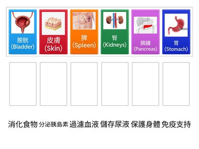 Match人體器官與功能配對 