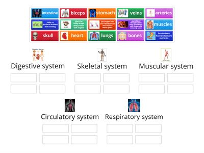  Digestive, Skeletal, circulatory, respiratory, and  muscular system