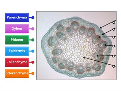 CAX KS5 labelling a stem 