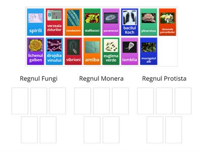 Regnurile lumii vii( Monera, protista, Fungi)