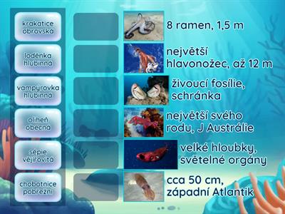 HLAVONOŽCI - spojovačka