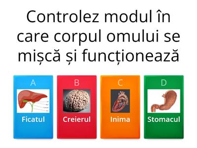 Organele interne majore