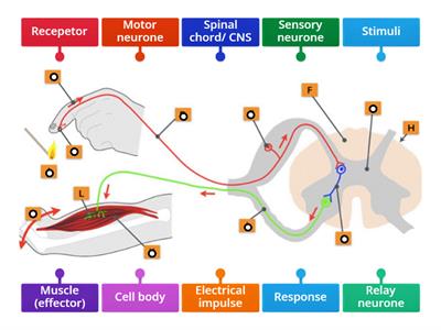 Reflex arc