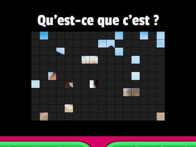 Le quiz des animaux