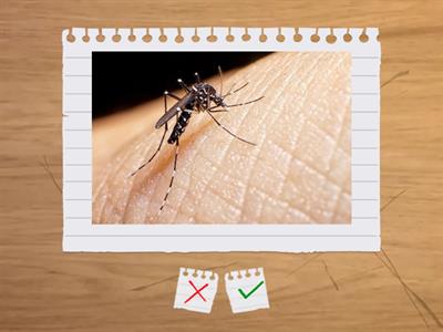 CAMPAÑA DENGUE, TENER EN CUENTA CORTAR EL PASTO DE LA CASA Y ALREDEDORES, UTILIZAR REPELENTES SI SALIS AL AIRE LIBRE.
