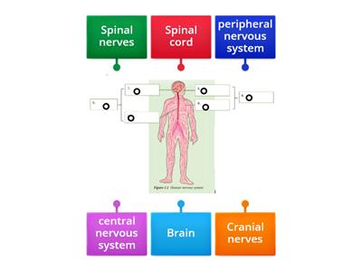 1.1 Human Nervous System